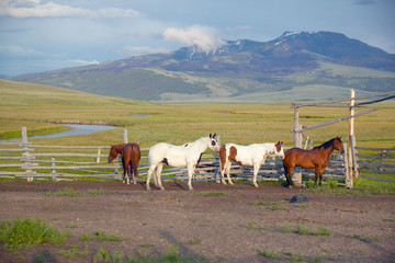 Arabian horses running in corral at Peggy Delaney's ranch in Centennial Valley, near Lakeview, MT