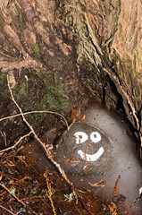Rocks