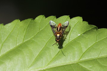 Chrysops dispar ♂ hübsch gefärbte Fliegenart