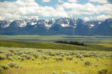 Spring grasslands and flowers in Centennial Valley near Lakeview, MT