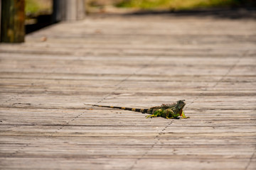 Photo of a florida iguana on a wooden dock warming up