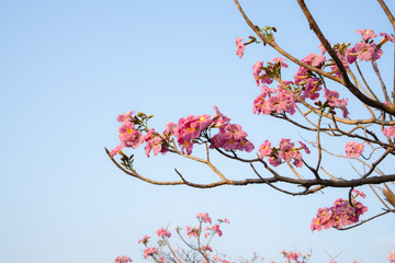 Bunch of Pink Trumpet shrub flowering tree blossom on green leaves branches and twig, under clouds and blue sky background, know as Pink Tecoma or Tabebuia rosea plant, selective focus