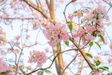 Fototapeta na wymiar Bunch of Pink Trumpet shrub flowering tree blossom in spring on green leaves branches and twig, under clouds and blue sky background, know as Pink Tecoma or Tabebuia rosea plant, selective focus