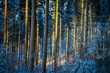 Winter in the Eifel forests,Germany