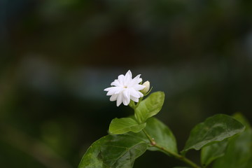 white flower in the garden