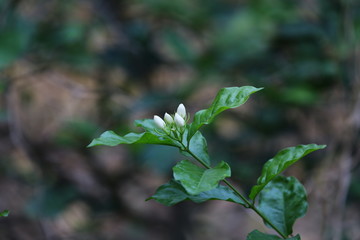 green leaves of a tree