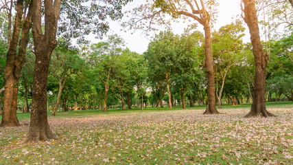 Garden of Pink Trumpet shrub or Tabebuia rosea flower blossom and fall down on green grass lawn yard under the tree, greenery leaves on background under sky in park