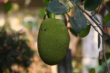 jackfruit on a tree