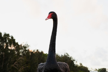 elegant black swan on the grass near  lake water Gold Coast Australia summer spring sunset evening 