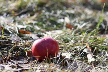 Pomme