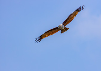 Red hawk is flying for food