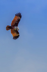 Red hawk is flying for food