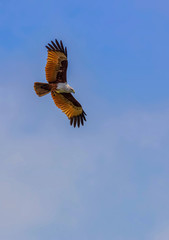 Red hawk is flying for food
