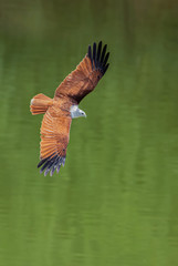 Red hawk is flying for food
