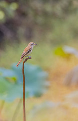 Ricebird with blurred background