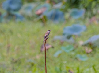 Ricebird with blurred background