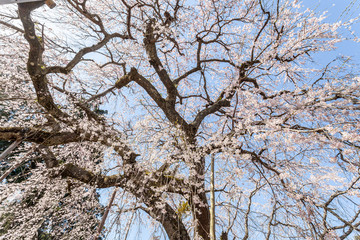 千葉県山武市　長光寺のしだれ桜