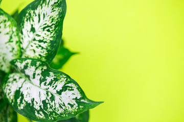 Leaves close up of tropical dieffenbachia plant on color background, top view with space for text