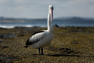 Pelican on the beach, Australia