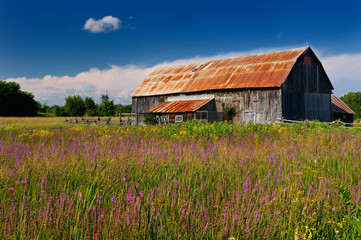 Old rusted barn and purple loosestrife in the country near Brooke Ontario Canada © Reimar