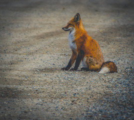 red fox