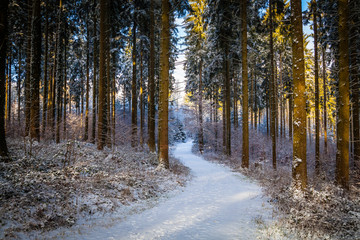 Winter in the Eifel forests,Germany