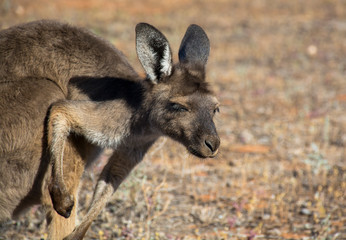 Kangaroo in the desert, Outback, Australia