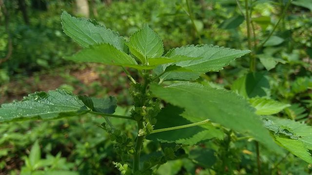 Indian copperleaf or Acalypha Indica L. in the garden with green flowers. Boehmeria zollingeriana also called a cat's face.