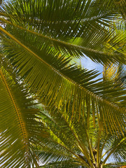 Fototapeta na wymiar Plants background. Palm leaves on sky background. Palm leaf texture. Natural textured background. Natural green leaf background. Tourism and botany concept.