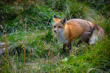 Naklejka na ściany i meble red fox prowling in the grass