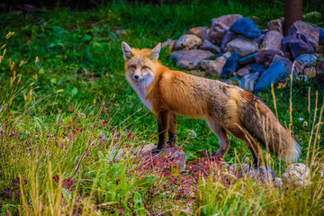 red fox in the grass
