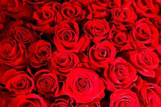 Blurry red floral background. Red roses background. Texture of red flowers. Top view on red roses. Close-up, cropped shot, horizontal. Nature's beauty.