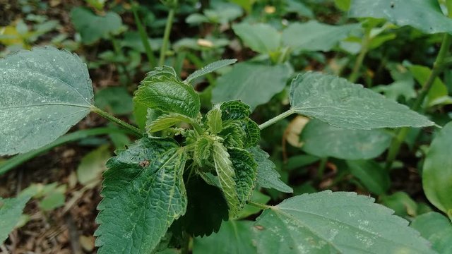 Indian copperleaf or Acalypha Indica L. in the garden with green flowers. Boehmeria zollingeriana also called a cat's face.