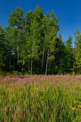 Aspen trees with purple loosestrife and bulrush near Perth Ontario Canada
