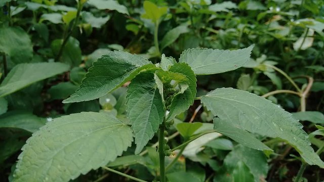 Indian copperleaf or Acalypha Indica L. in the garden with green flowers. Boehmeria zollingeriana also called a cat's face.