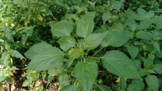 Indian copperleaf or Acalypha Indica L. in the garden with green flowers. Boehmeria zollingeriana also called a cat's face.