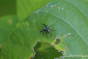 glänzende Springspinne in Sri Lanka