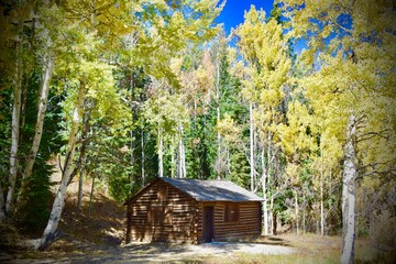 cabin in the forest