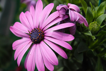 Obraz premium purple daisy flower in garden