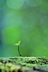 苔が生えている地面から発芽した新芽です