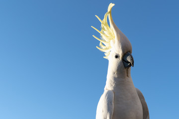 portrait of a parrot cockatoo in Queensland Australia  blue sky summer morning with sunlight friendly wild animal sunshine