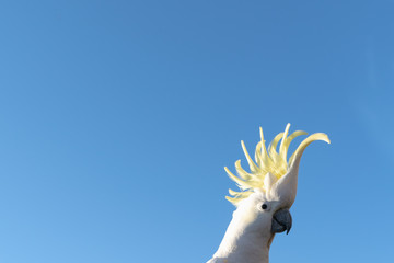 portrait of a parrot cockatoo in Queensland Australia against blue sky summer morning with sunlight...