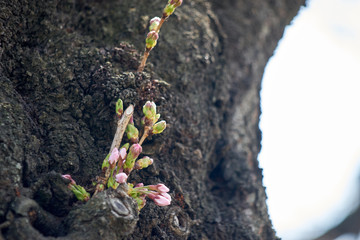 桜の幹・蕾・早春・アップ