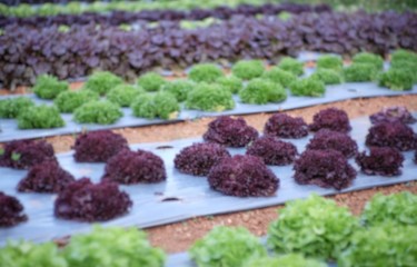 Salad organic in the garden blurred.