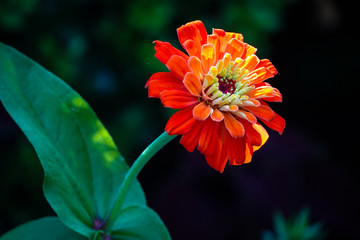 Orange Flower