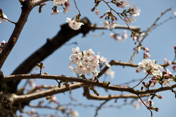 青空・春・桜の花