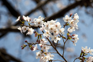 桜の花・クローズアップ・晴れ
