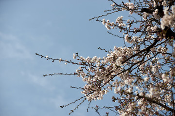 桜の花・青空・快晴