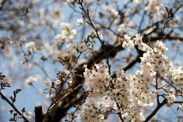 桜の花・満開・アップ