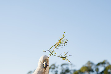 a cockatoo white parrot playing with branch stick  beautiful morning  Gold Coast Australia  blue sky